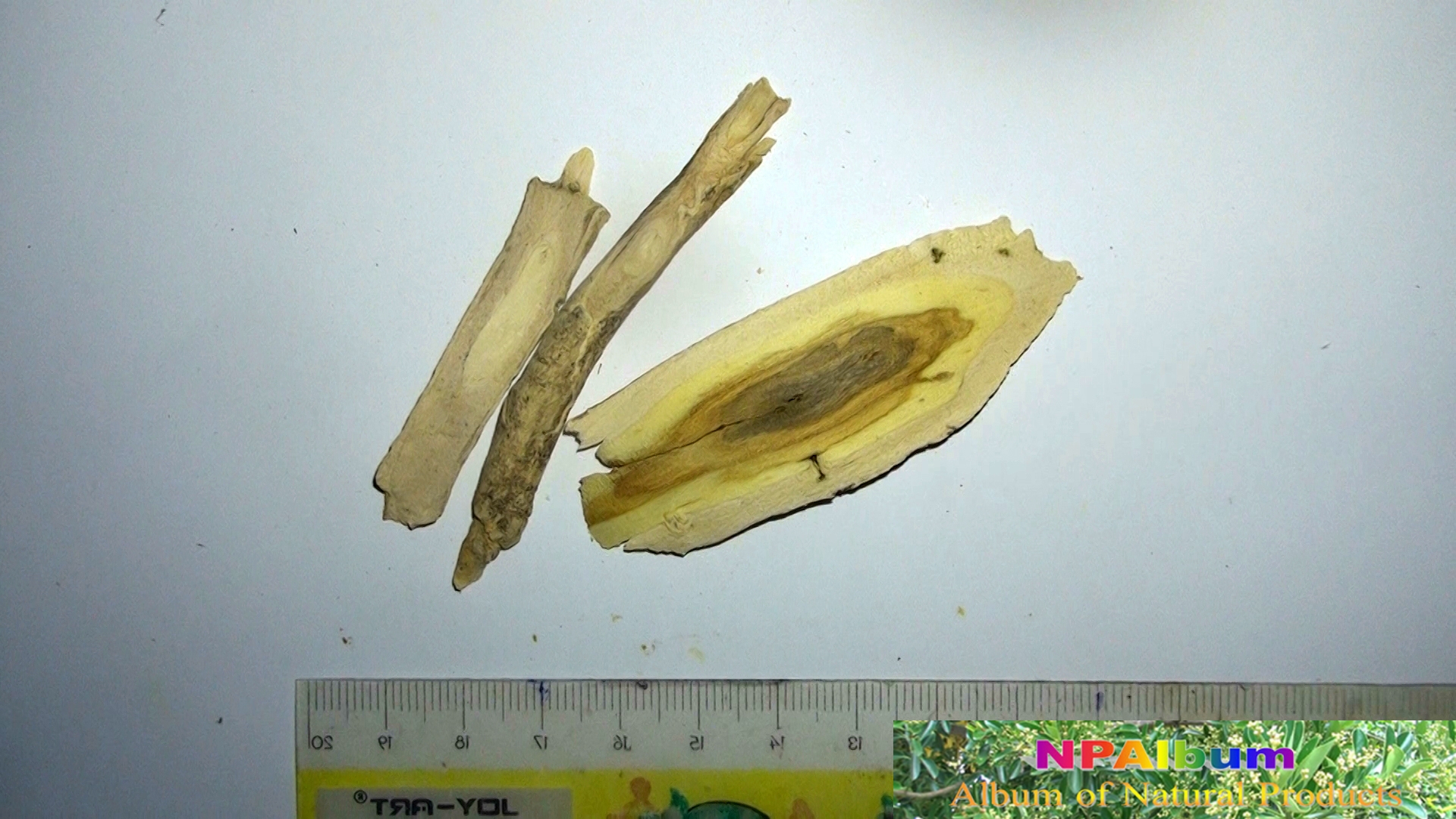 bái xiān pí, 白鮮皮