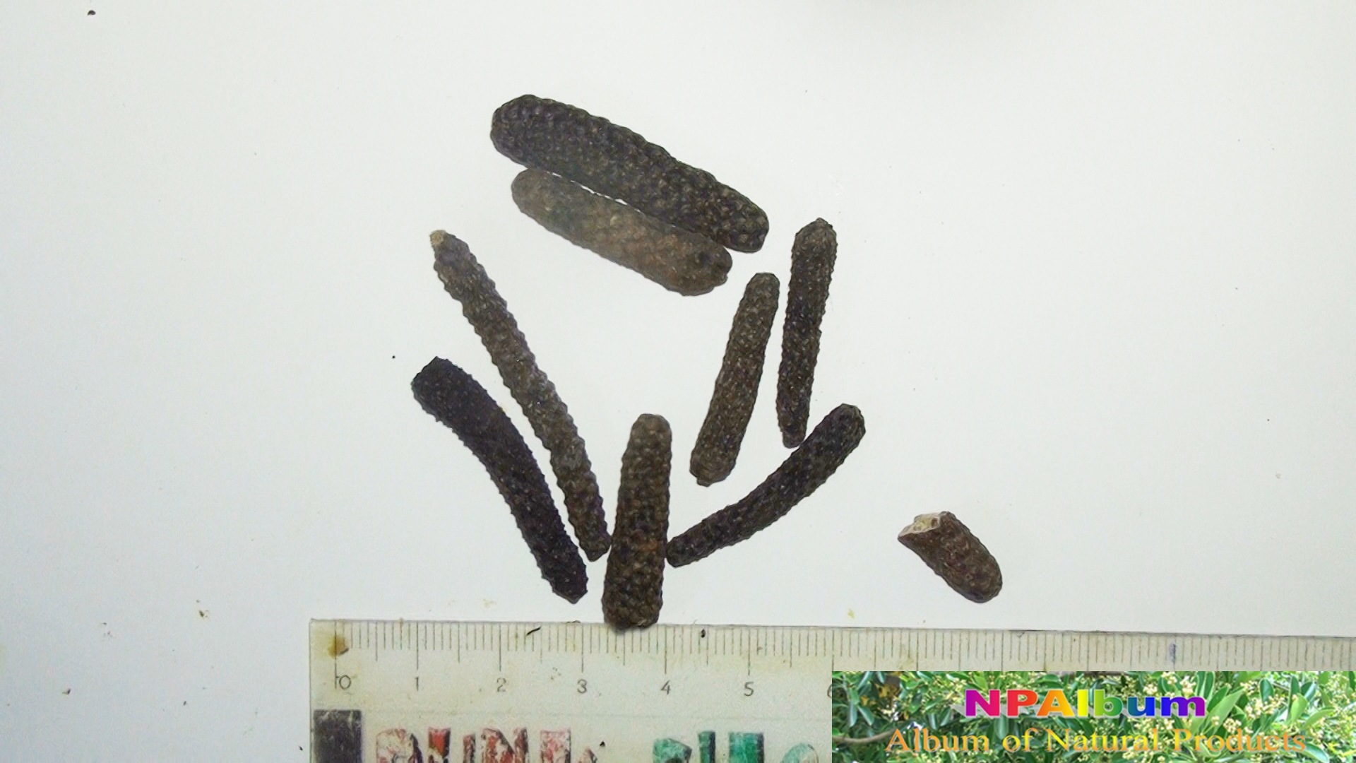 bì fà, 蓽蕟 / 荜茇